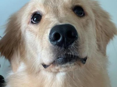 金毛犬掉毛原因及解决方法（了解金毛犬掉毛的原因，让你的宠物拥有健康亮丽的毛发）
