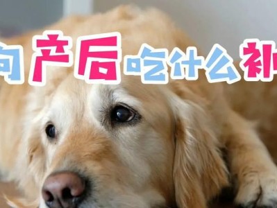 小狗刚生下来多久开始吃东西？（探讨小狗刚出生后的饮食需求及合适的喂养时机）