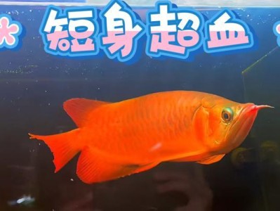 红龙鱼的优秀混养伙伴（多种适合与红龙鱼混养的鱼种推荐）