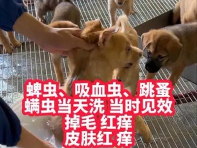 狗狗体外驱虫的重要性（合理安排体外驱虫计划，保护宠物健康）