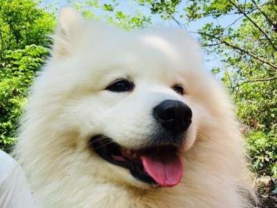 养出健康的萨摩，从学习这些知识开始（为你的萨摩犬提供全面的关爱和保健）