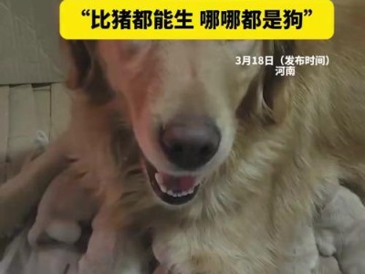 狗狗生小狗的周期与频率（揭秘狗狗生育的奥秘）
