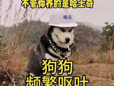 探究哈士奇没有胃口的原因（哈士奇饮食困扰背后的原因解析）
