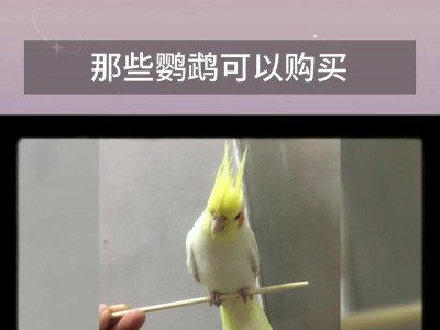 宠物市场的热门（饲养虎皮鹦鹉类和小虎幼鸟，为您的家增添活力）