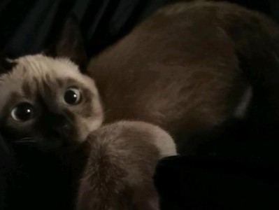 猫的屁股黑色物质之谜（揭秘猫的屁股上黑色物质的起源与作用）