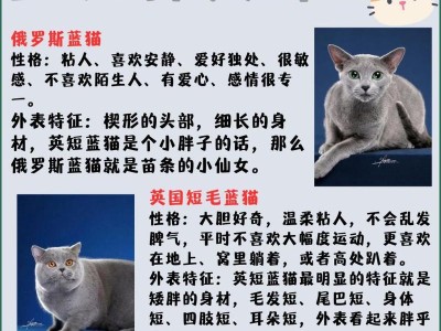 英短、俄蓝和沙特尔猫（三种蓝猫的外貌、性格和起源）