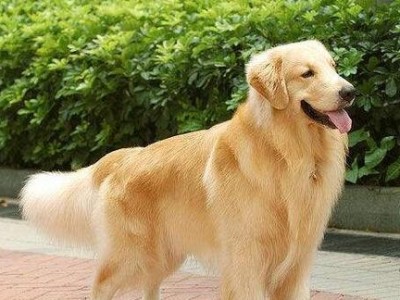 金毛犬掉毛应对大全（宠物主人必备的15个小贴士）