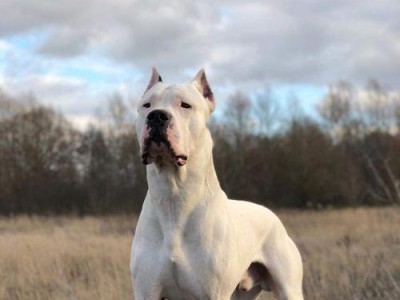 郑州适合养大型犬的品种（探索郑州适合养大型犬的最佳选择）