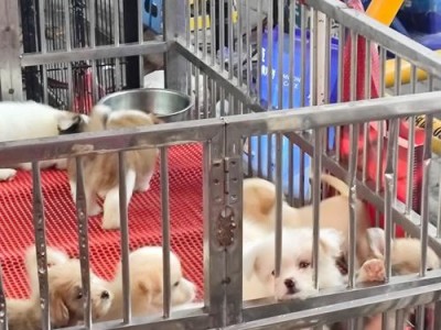 昆明狗市（探索昆明狗市的历史、文化与现状）