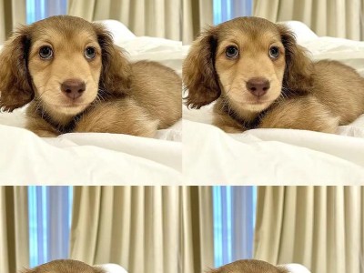 腊肠犬的优点及为何选择养它（了解腊肠犬的可爱与独特，找到最适合的宠物伴侣）