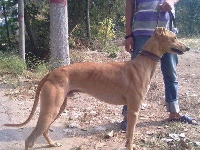 意大利灵光犬饲养指南（专业的养犬技巧与注意事项）