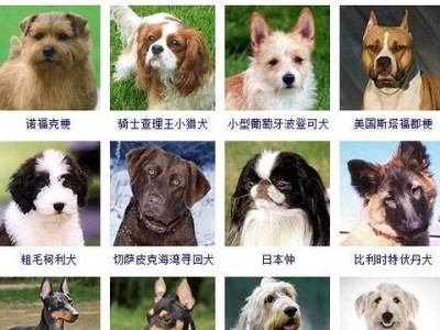 如何饲养布鲁塞尔粗毛猎犬（布鲁塞尔粗毛猎犬的饲养方法及注意事项）