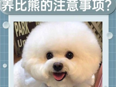 比熊犬喂养全攻略（宠物养护知识大揭秘，让你的比熊犬健康快乐成长）