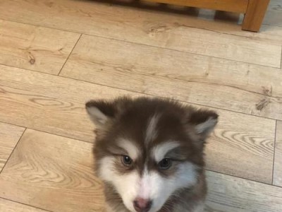 阿拉斯加幼犬的眼睛开放奇迹的时刻（揭秘阿拉斯加幼犬什么时候能睁眼，让我们一探究竟）