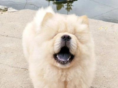 了解纯种松狮犬的特征（探索松狮犬外观、性格与历史渊源）