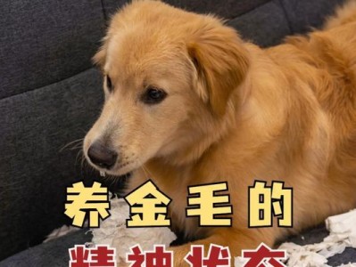 金毛寻回犬健康养护全指南（常见健康问题及照顾要点，让你的金毛宠物健康快乐一生）