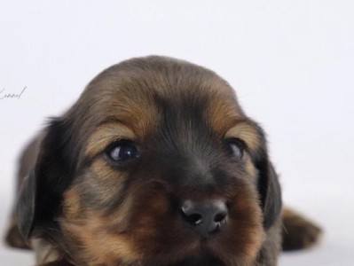 迷你腊肠犬的身世与来源（多人宠主养小短腿）