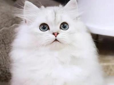 金吉拉猫的可爱与任性（揭秘金吉拉猫的价格之谜）