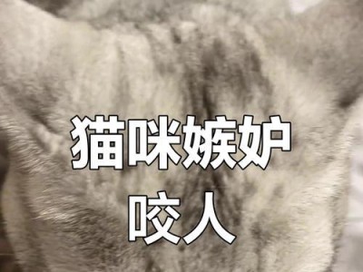 解密猫咪不让抱的原因及如何与之建立亲密关系（探秘猫咪内心世界，让它主动投怀送抱）