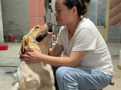 狗狗用爪子爪地的意义及行为解读（探究狗狗爪地的习性和沟通方式）