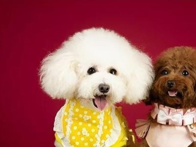如何区分比熊和泰迪（简单方法让你轻松辨别宠物犬种）