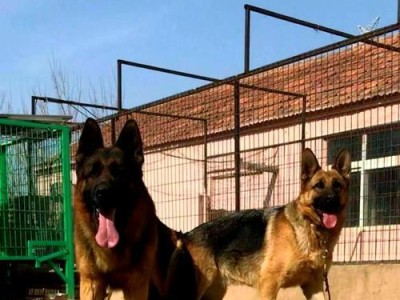 昆明犬、马犬和德牧的比较（了解这三种犬种的差异及特点，选择适合自己的宠物）