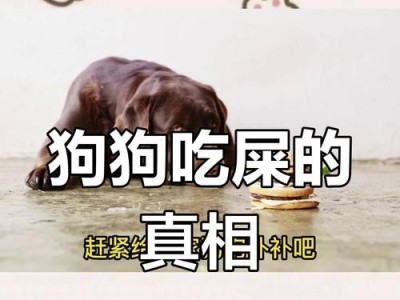 幼犬饮食习惯对大便的影响（从饮食习惯看幼犬大便的情况，解析幼犬饮食需注意的关键点）