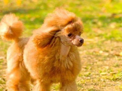 贵宾幼犬的缺点（探索贵宾幼犬独特的不足之处）