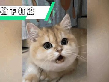 小猫打滚的背后意义（探索小猫打滚的动作及其隐含的表达方式）