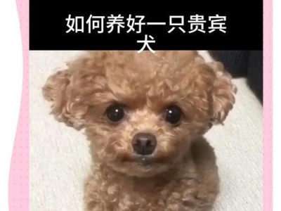 泰迪犬饲养指南（专业教你如何正确饲养泰迪犬，让它成为你家的宠物之星）