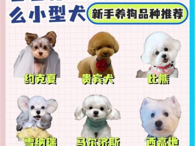 以泰迪犬贵宾怎么养？（泰迪贵宾幼犬的饮食管理）