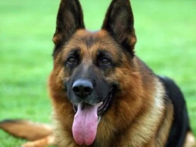 探索牧羊犬的不同品种与特点（了解牧羊犬品种及其用途，了解如何选择适合自己的牧羊犬）