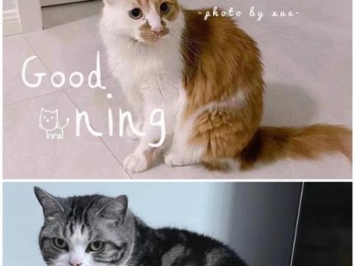 领养猫，何时才能成为亲人？（探讨猫咪领养后与主人建立亲密关系的时间要求及方法）