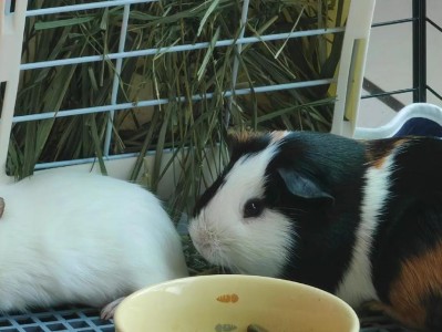 荷兰猪饮食习惯与健康——以蔬果为主要食物（了解荷兰猪的食物喜好和营养需求，让它们健康快乐生活）
