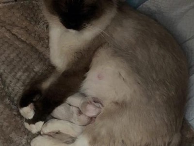 猫咪生小猫的时间和过程（从受孕到产下，一只小猫的成长之旅）