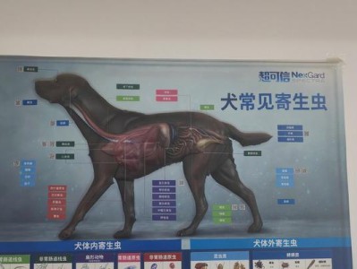 宠物狗传染的寄生虫病及预防措施（了解狗能传染哪些寄生虫病，保护宠物和人类的健康）