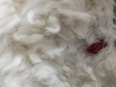 狗狗后腿间的内脏与健康（探索狗狗后腿间的内脏构造及其对健康的影响）