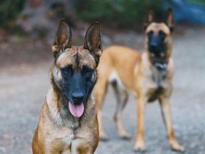 从何时开始训练以马犬为宠物的（以马犬的训练计划及关键时期的指导建议）