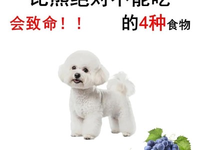 比熊幼犬的合理饮食（了解比熊幼犬的饮食需求及营养摄入）