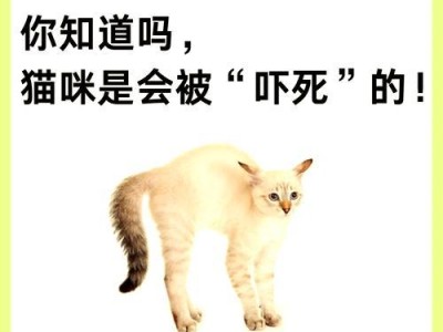 如何安抚受惊的猫咪？（有效方法让猫咪从应激中恢复）