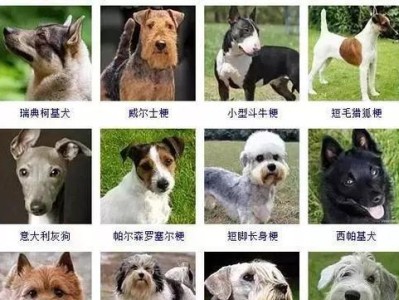 瑞典柯基犬饲养指南（了解如何照顾健康快乐的瑞典柯基犬）