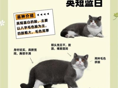 英短猫的毛发生长周期及关键因素（了解英短猫毛发生长周期，让你更好地照顾你的爱宠）