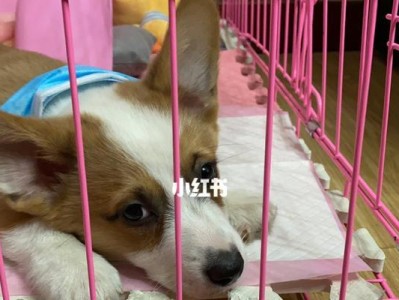 如何给你的柯基犬进行驱虫（宠物健康必备，详解柯基犬驱虫方法）