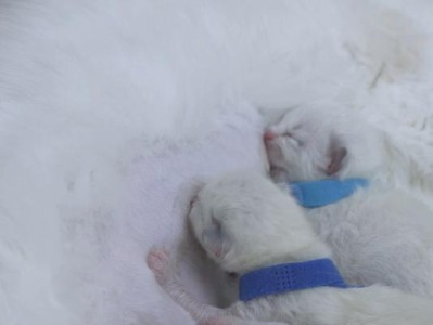 猫咪喝奶的营养需求（从奶的选择到食用方法，打造健康猫咪生活）