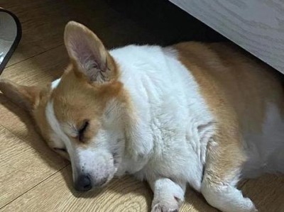狗狗脊椎后部疼痛的症状及处理方法（揭秘狗狗脊椎后部疼痛的12种表现，帮助宠物主人准确判断问题所在）