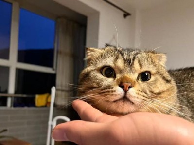 折耳猫的价格为什么比立耳猫更贵？（探究折耳猫价格高昂的原因及市场需求趋势）