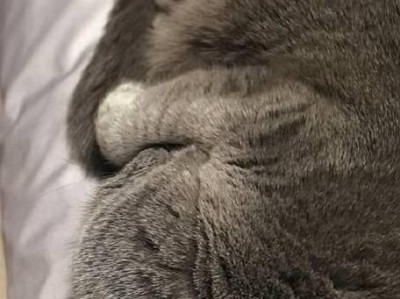 猫咪打呼噜的原因（揭秘猫咪为何打呼噜——呼噜声的源头）