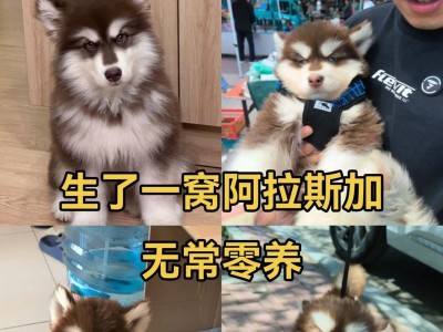 阿拉斯加（揭秘阿拉斯加生存能力的秘密）