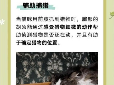 揭秘猫咪胡须掉落（胡须掉落可能隐藏的身体不适信号及日常护理建议）