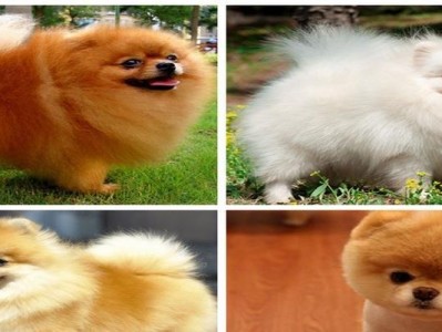 小型犬品种及价格一览（探索小型犬世界，了解不同品种及其价格）
